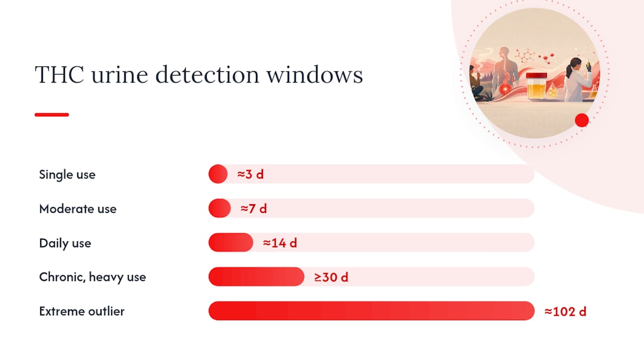 How Long Is THC Detectable in Urine by Use Pattern? — overview diagram