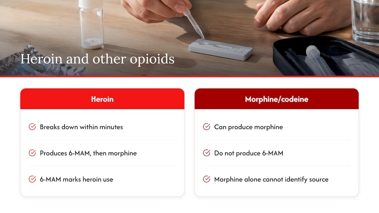 Heroin breakdown into 6-MAM and morphine